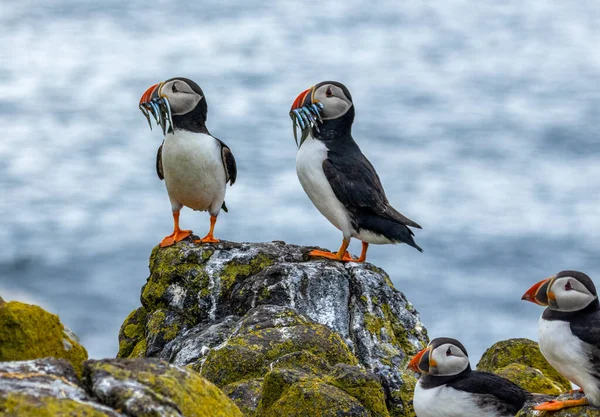 Тупики Піщаними Вуграми Дзьобах Острові Мей Влітку Шотландія — стокове фото