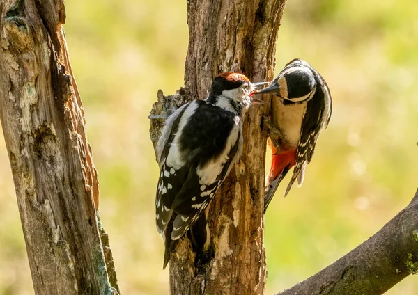 Mutter Buntspecht Füttert Ihre Jungen Einem Baumstamm Mit Natürlichem Waldhintergrund — Stockfoto