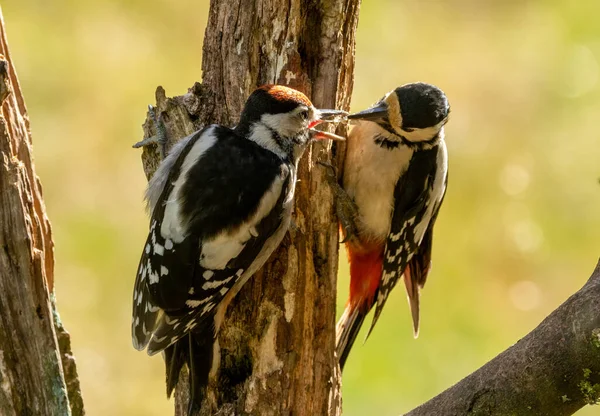 Mutter Buntspecht Füttert Ihre Jungen Einem Baumstamm Mit Natürlichem Waldhintergrund — Stockfoto