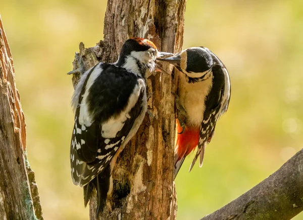 Mãe Grande Manchado Pica Pau Alimentando Seus Filhotes Tronco Árvore — Fotografia de Stock