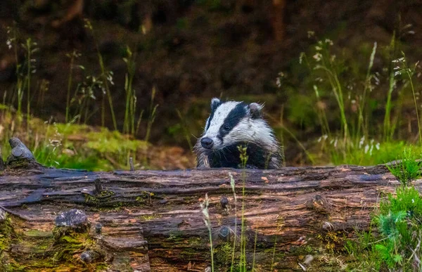 Badger Hutan Setelah Senja — Stok Foto