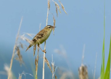 Reed bülbülü, göçmen ve göçmen küçük ötücü kuş mavi arka planda şarkı söyleyen bir sazlığa asılı 