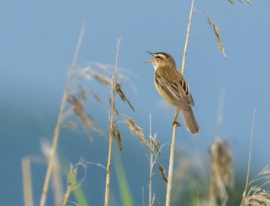 Reed bülbülü, göçmen ve göçmen küçük ötücü kuş mavi arka planda şarkı söyleyen bir sazlığa asılı 