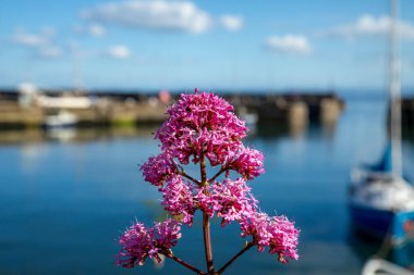 Limanın duvarında büyüyen güzel mor çiçek güzel bir deniz ve gökyüzü arkaplanı ve limanda tekneleri var.