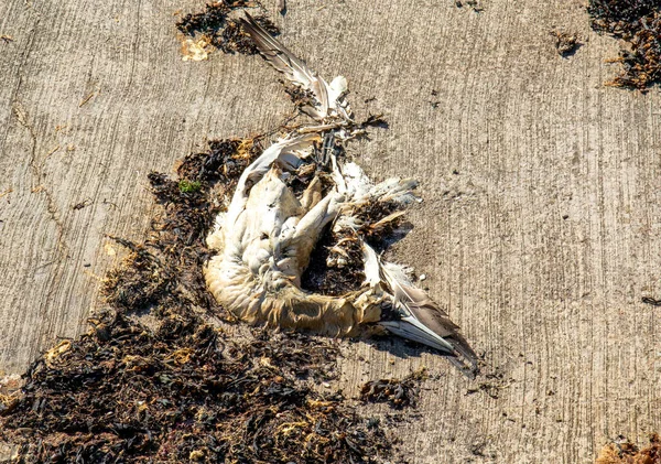 Φάκελος Νεκρού Θαλάσσιου Γκαντέμη Θύματος Της Γρίπης Των Πτηνών — Φωτογραφία Αρχείου