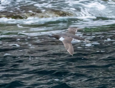 Guillemot deniz kuşu okyanusun üzerinde alçaktan uçuyor.