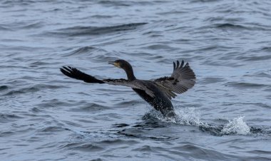 Karabatak büyük deniz kuşu sudan havalanıyor.
