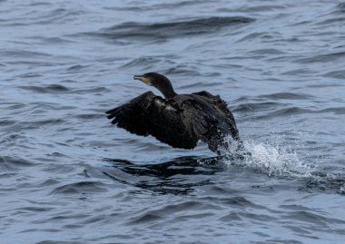 Karabatak büyük deniz kuşu sudan havalanıyor.