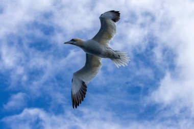 Büyük kuzey sümsüğü mavi arka planda uçuyor 