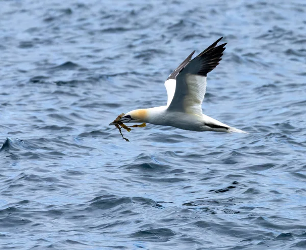 Great Northern Gannets Flight Nesting Materials Beak — Stock Photo, Image
