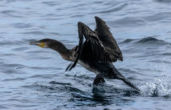 Kormoran Großer Seevögel Hebt Aus Dem Wasser — Stockfoto