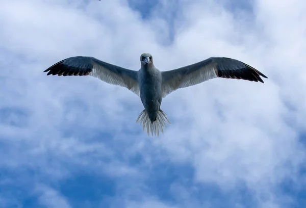 Grande Gannet Settentrionale Volo Sfondo Cielo Blu — Foto Stock
