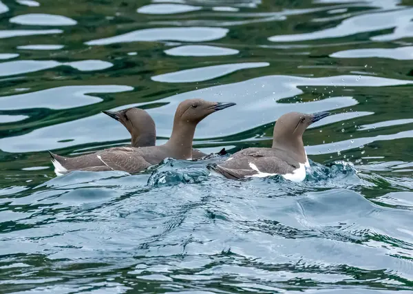 Три Морских Птицы Гильмота Плавающие Вместе Море — стоковое фото
