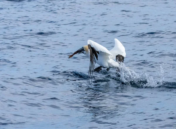 Grote Noordelijke Gannet Zeevogels Duiken Vangen Slikken Van Vis — Stockfoto