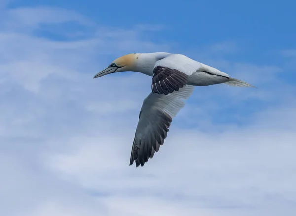 Grote Noordelijke Gannet Vlucht Blauwe Lucht Achtergrond — Stockfoto