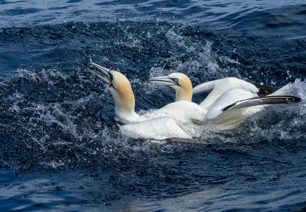 Great Northern Gannet Sea Birds Diving Catching Swallowing Fish — 스톡 사진