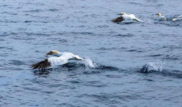 Great Northern Gannet Sea Birds Diving Catching Swallowing Fish — Stock Photo, Image