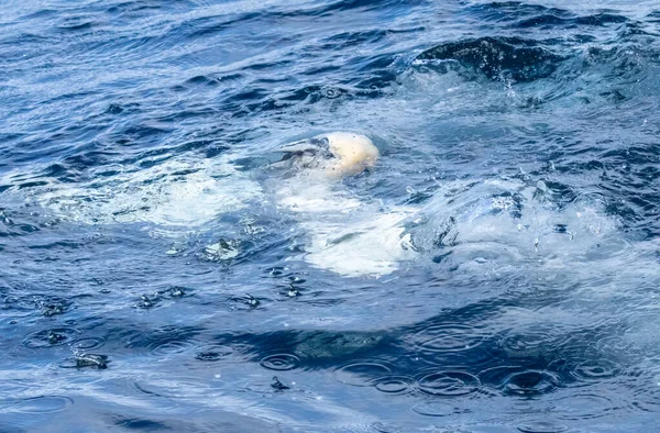 Velký Severní Gannet Mořští Ptáci Potápění Lov Polykání Ryb — Stock fotografie