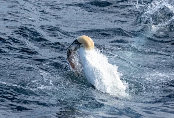Великі Північні Генійські Морські Птахи Пірнають Ловлять Ковтають Рибу — стокове фото