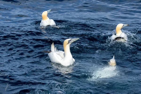 Velký Severní Gannet Mořští Ptáci Potápění Lov Polykání Ryb — Stock fotografie