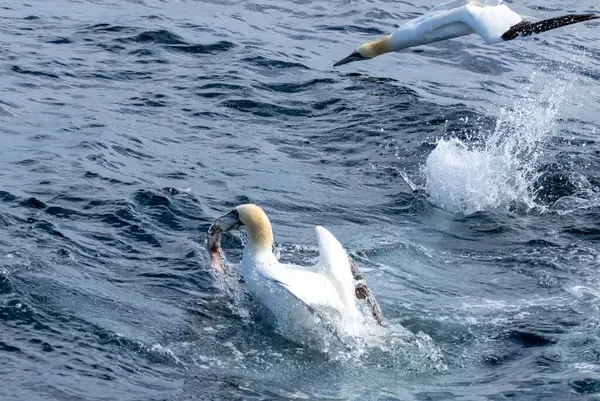 Stora Nordliga Havsfåglar Som Dyker Och Fångar Och Sväljer Fisk — Stockfoto