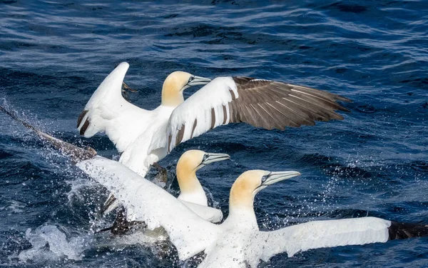 Great Northern Gannet Sea Birds Diving Catching Swallowing Fish — 스톡 사진