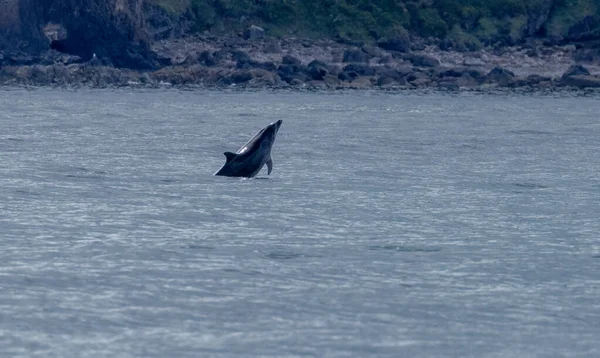 ボトルの鼻イルカは海岸近くの海で呼吸しジャンプします — ストック写真