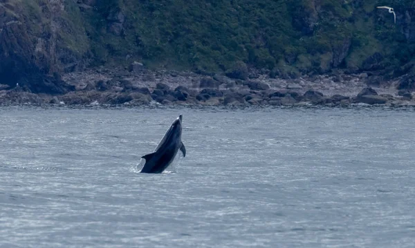 돌고래가해 가까이에서 가르고 뛰어드는 — 스톡 사진