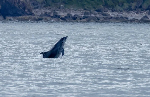 ボトルの鼻イルカは海岸近くの海で呼吸しジャンプします — ストック写真