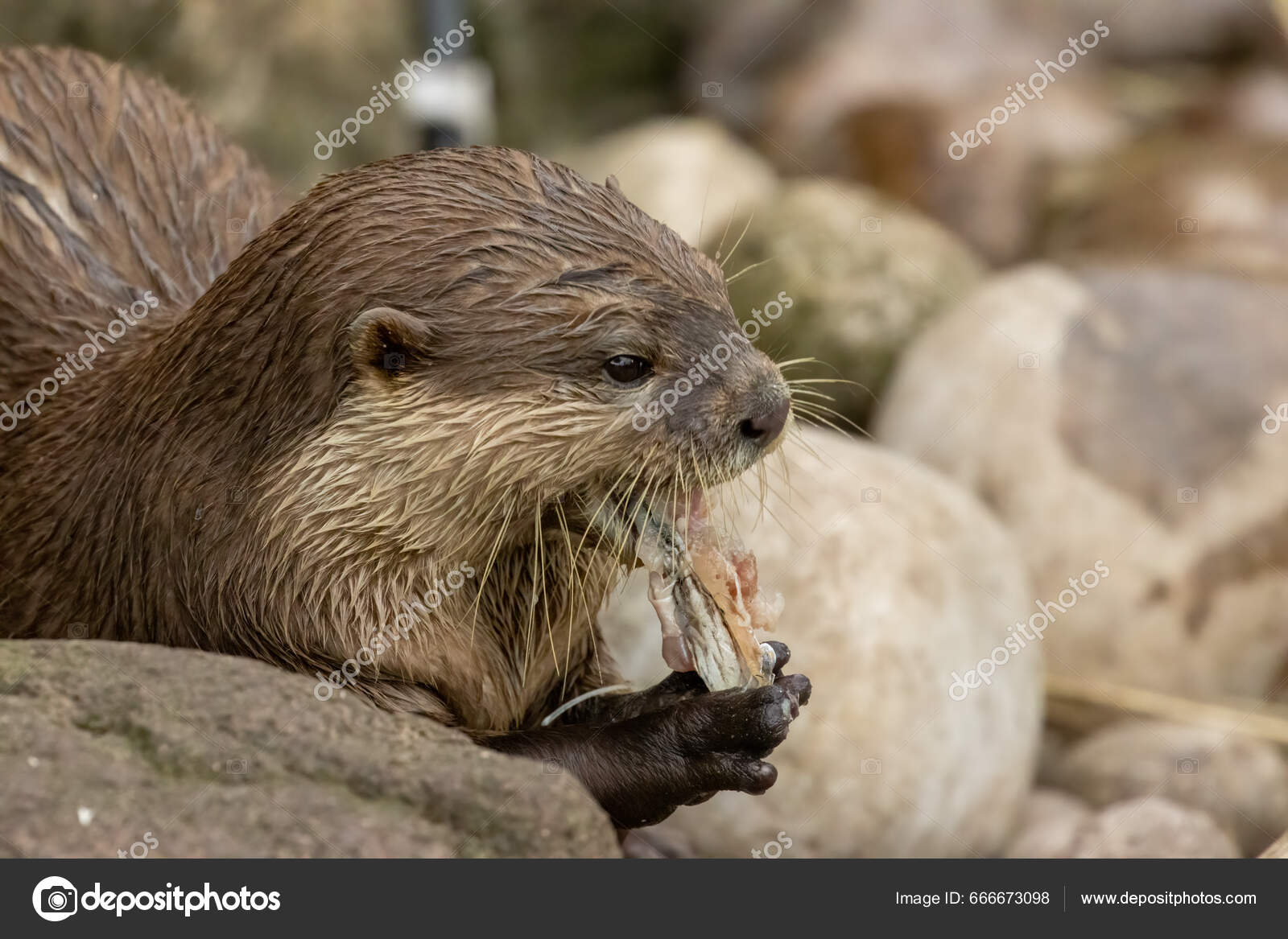 Asian Short Clawed Otter Eating Fish Stock Photo by