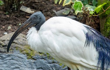 Güzel beyaz tüylü Afrikalı kutsal aynak 