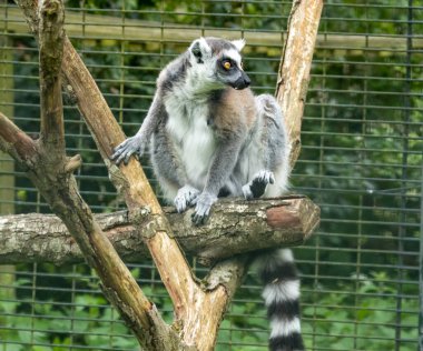 Halka kuyruklu lemur hayvanat bahçesinin etrafını saran bir ağaçta oturuyor.