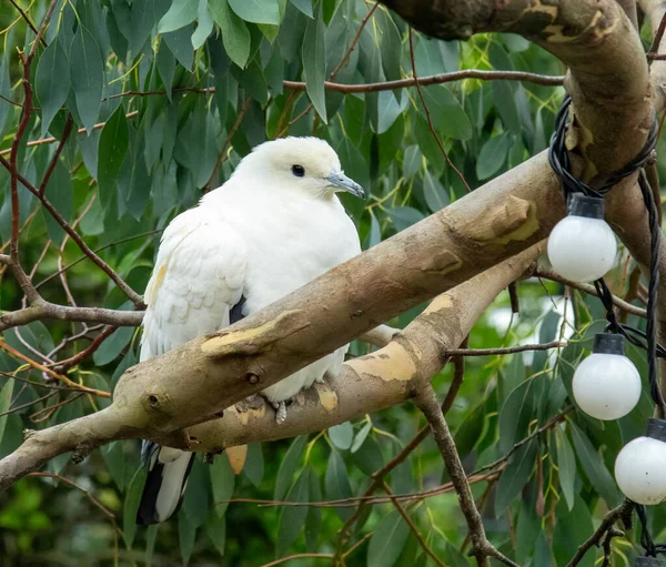 白鸽栖息在树上的树枝上 — 图库照片