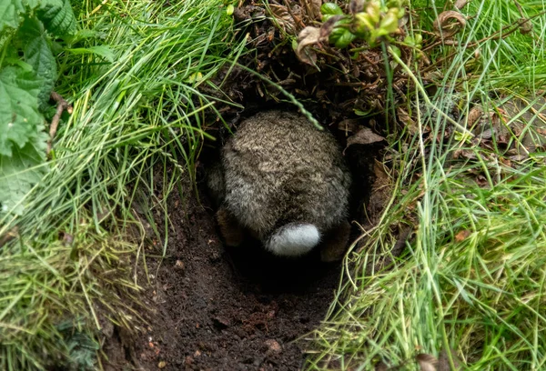Rabbit Digging Hole Ground Make Warren — Stock Photo, Image