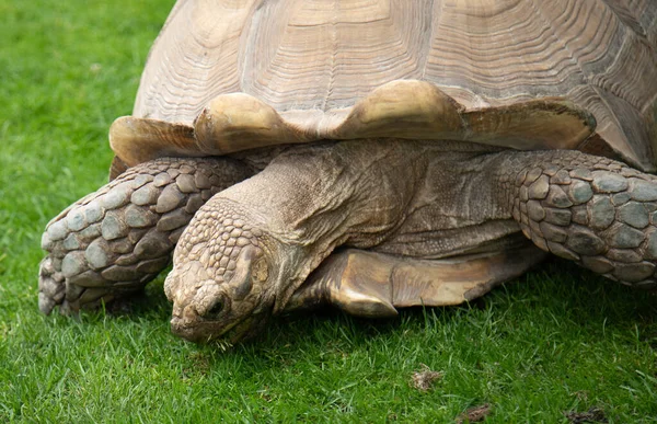 Stock image Ancient large tortoise eating grass