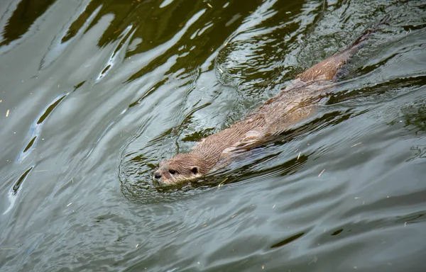 Asiático Curto Garra Lontra Nadando Água — Fotografia de Stock