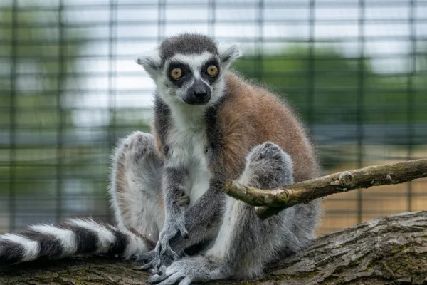 Ring Tailed Lemur Sitting Tree Zoo Enclosure Looking — Stock fotografie