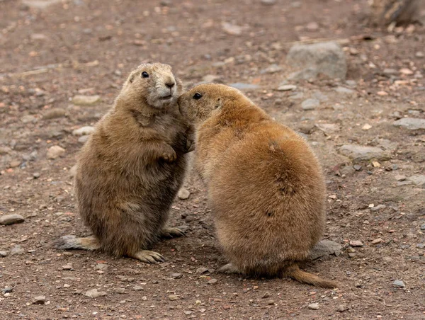 Black tailed prairie dogs playing and eating vegetables