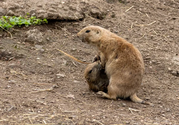 Black Tailed Prairie Dogs Playing Eating Vegetables — Stock Photo, Image