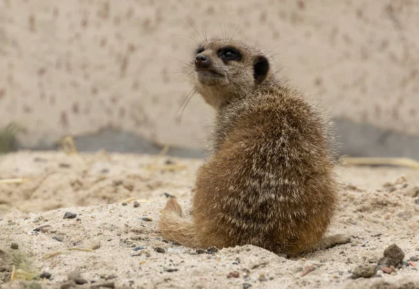 Meerkat Sur Devoir Sentinelle Être Vigilant Pour Danger — Photo