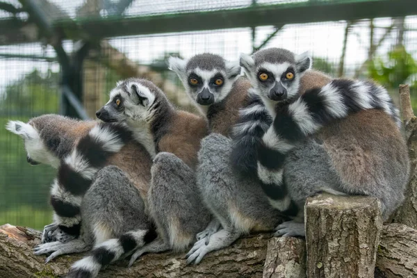 Groupe Familial Lémuriens Queue Cerclée Sur Une Branche — Photo