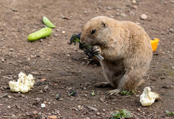 黑尾草原狗玩耍和吃蔬菜 — 图库照片