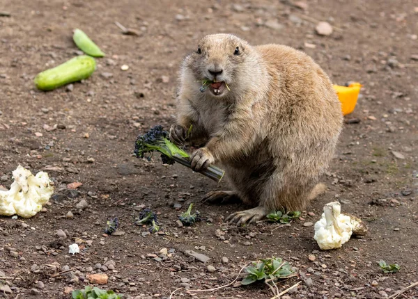 Black tailed prairie dogs playing and eating vegetables