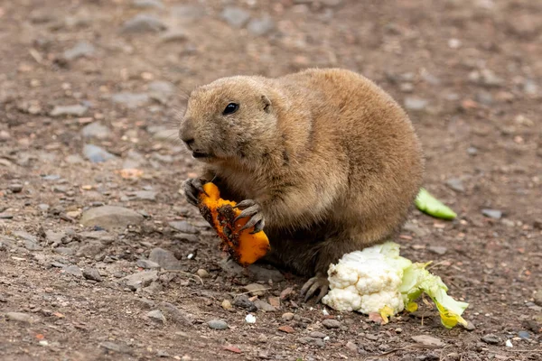 Black tailed prairie dogs playing and eating vegetables