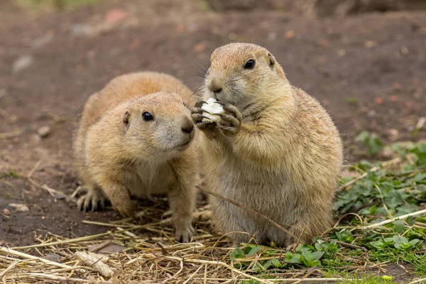 Black tailed prairie dogs playing and eating vegetables