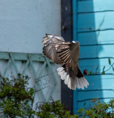 İnmek için bir bahçeye uçan güzel yakalı güvercin.