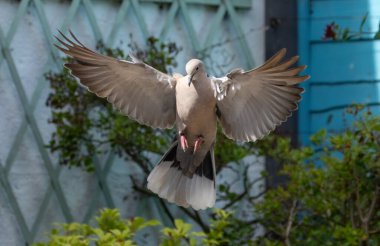 İnmek için bir bahçeye uçan güzel yakalı güvercin.