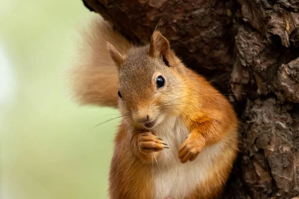 자연적인 배경으로 숲에서 푹신한 스코틀랜드 다람쥐 — 스톡 사진