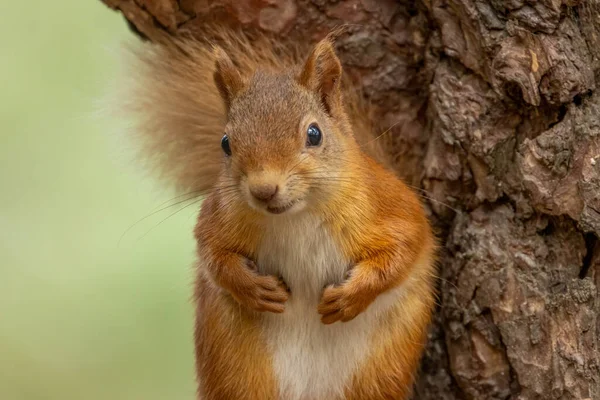 Gyönyörű Kis Bolyhos Skót Vörös Mókus Erdőben Természetes Erdő Háttér — Stock Fotó