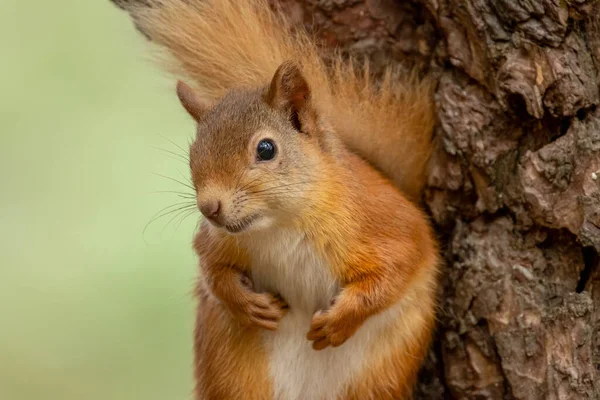 Gyönyörű Kis Bolyhos Skót Vörös Mókus Erdőben Természetes Erdő Háttér — Stock Fotó
